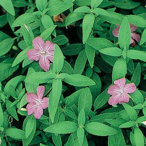 Pollinator Friendly Native Plants