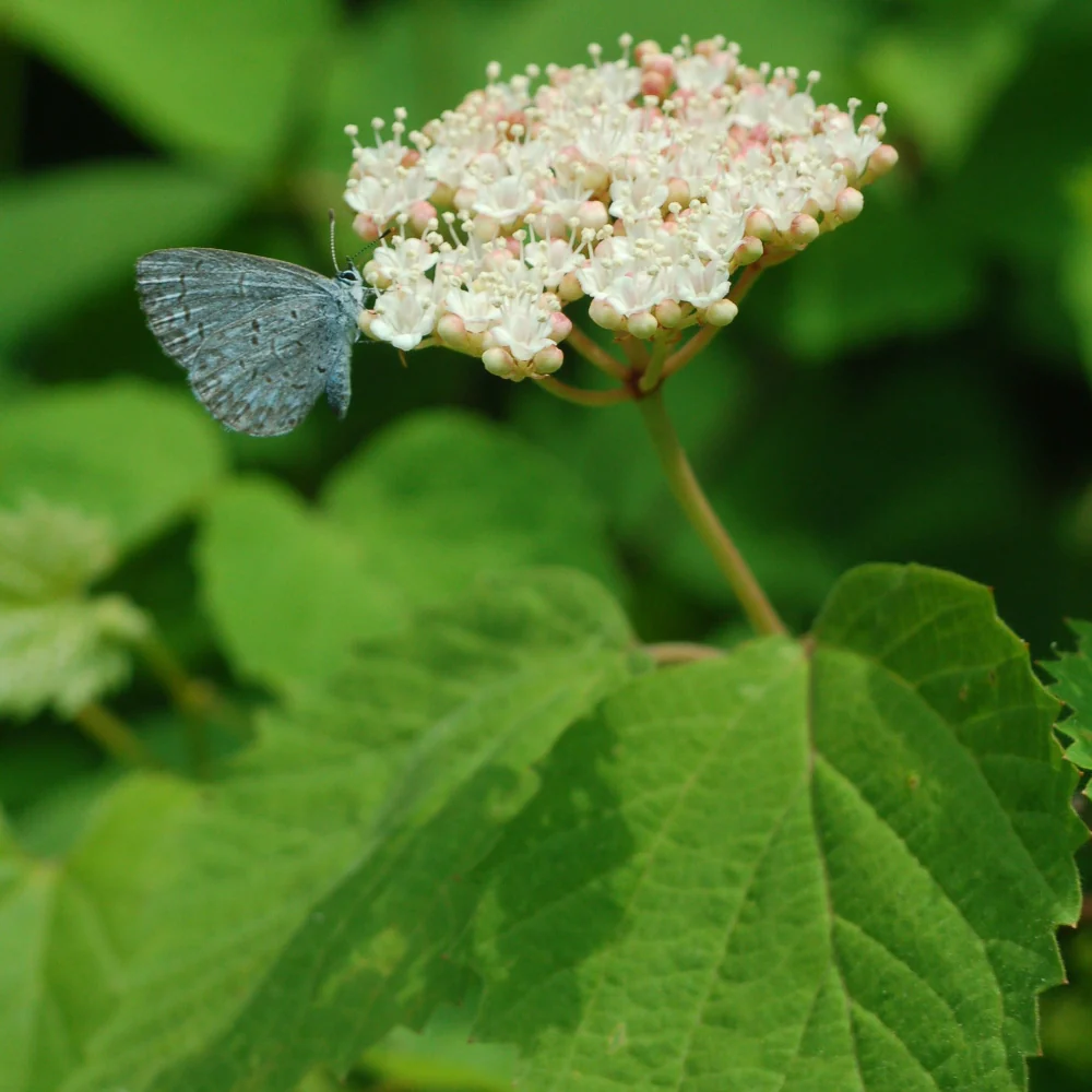 Butterfly Native Plant Collection